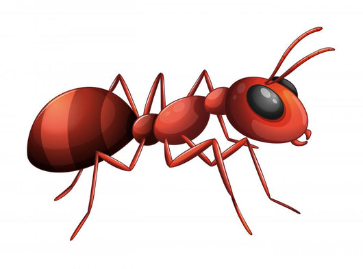 An ant Wall Decal