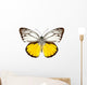 Butterfly Species Cepora Aspasia