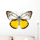 Butterfly Species Cepora Aspasia