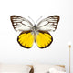 Butterfly Species Cepora Aspasia