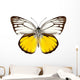 Butterfly Species Cepora Aspasia