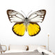 Butterfly Species Cepora Aspasia