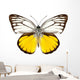 Butterfly Species Cepora Aspasia