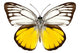 Butterfly Species Cepora Aspasia