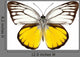 Butterfly Species Cepora Aspasia