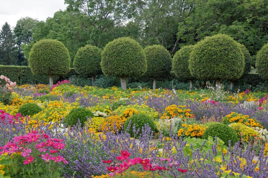 French Garden Flowers and