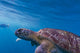 Hawksbill Sea Turtle Wall Mural