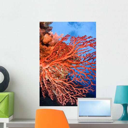 Soft Corals Palau Wall Mural