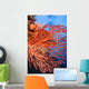 Soft Corals Palau Wall Mural