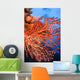 Soft Corals Palau Wall Mural