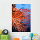 Soft Corals Palau Wall Mural