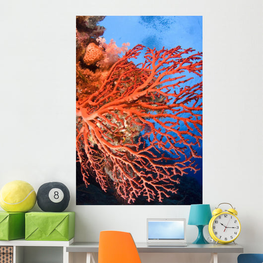 Soft Corals Palau Wall Mural