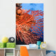 Soft Corals Palau Wall Mural