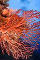 Soft Corals Palau Wall Mural