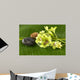 Bowl Green Orchids and