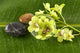 Bowl Green Orchids and