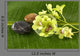Bowl Green Orchids and