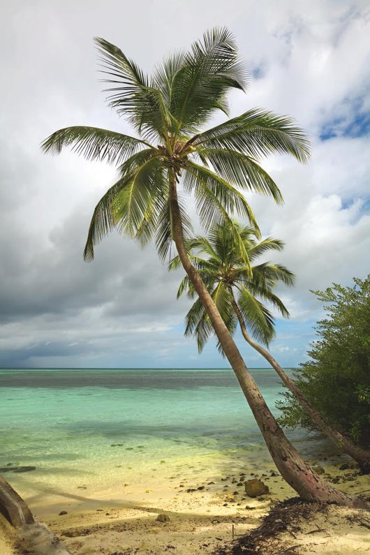 Tropical beach with palm tree Wall Mural