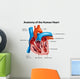 Human Heart Anatomy