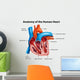 Human Heart Anatomy