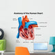 Human Heart Anatomy