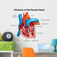 Human Heart Anatomy