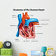 Human Heart Anatomy