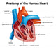 Human Heart Anatomy
