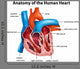 Human Heart Anatomy