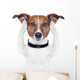 Covering Ears Dog