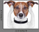 Covering Ears Dog
