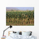 Corn Field Wall Mural