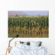 Corn Field Wall Mural