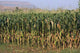 Corn Field Wall Mural