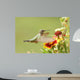Broad-tailed Hummingbird Female Selasphorus