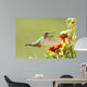 Broad-tailed Hummingbird Female Selasphorus