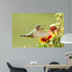 Broad-tailed Hummingbird Female Selasphorus