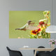Broad-tailed Hummingbird Female Selasphorus
