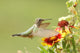Broad-tailed Hummingbird Female Selasphorus