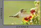 Broad-tailed Hummingbird Female Selasphorus