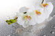 White Beautiful Orchids with