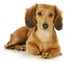 Miniature Dachshund