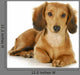 Miniature Dachshund