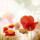 poppy seed Wall Mural
