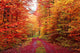 Magnificent colors of autumn forest road in October Wall Mural