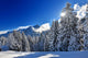 Snowy Fir Forest
