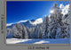 Snowy Fir Forest