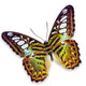 Clipper Butterfly Wall Mural