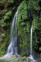 Garden of Eden Wall Mural