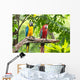 Colorful Macaws Bird